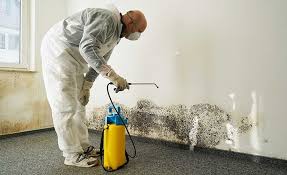 Why You Should Choose Our Mold Remediation Services in El Dorado Springs, MO